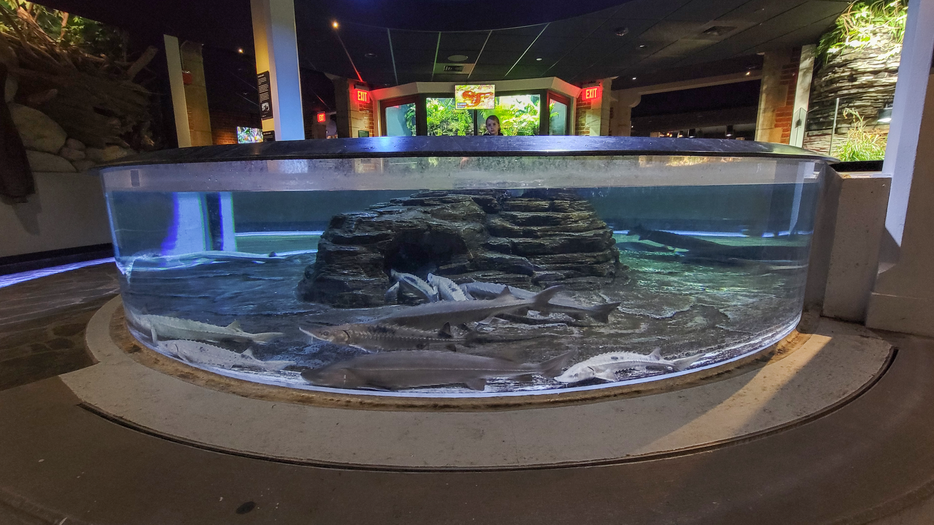Oct. 2021 - Museum of Science - Rivers & Streams - Lake Sturgeon Touch Tank