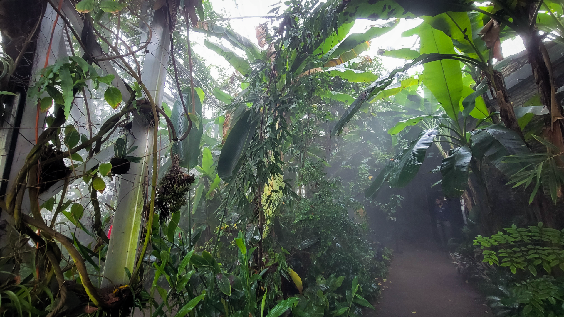 Oct. 2021 - Museum of Science - Tropics (Walk-thru Poison Dart Frog Exhibit)