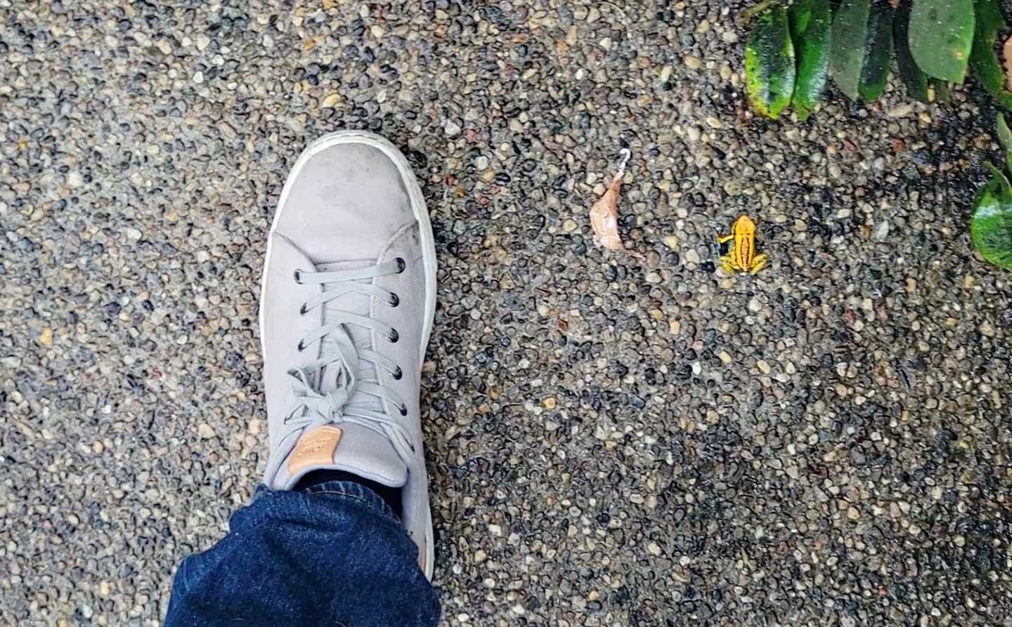 Oct. 2021 - Museum of Science - Tropics (Walk-thru Poison Dart Frog Exhibit)