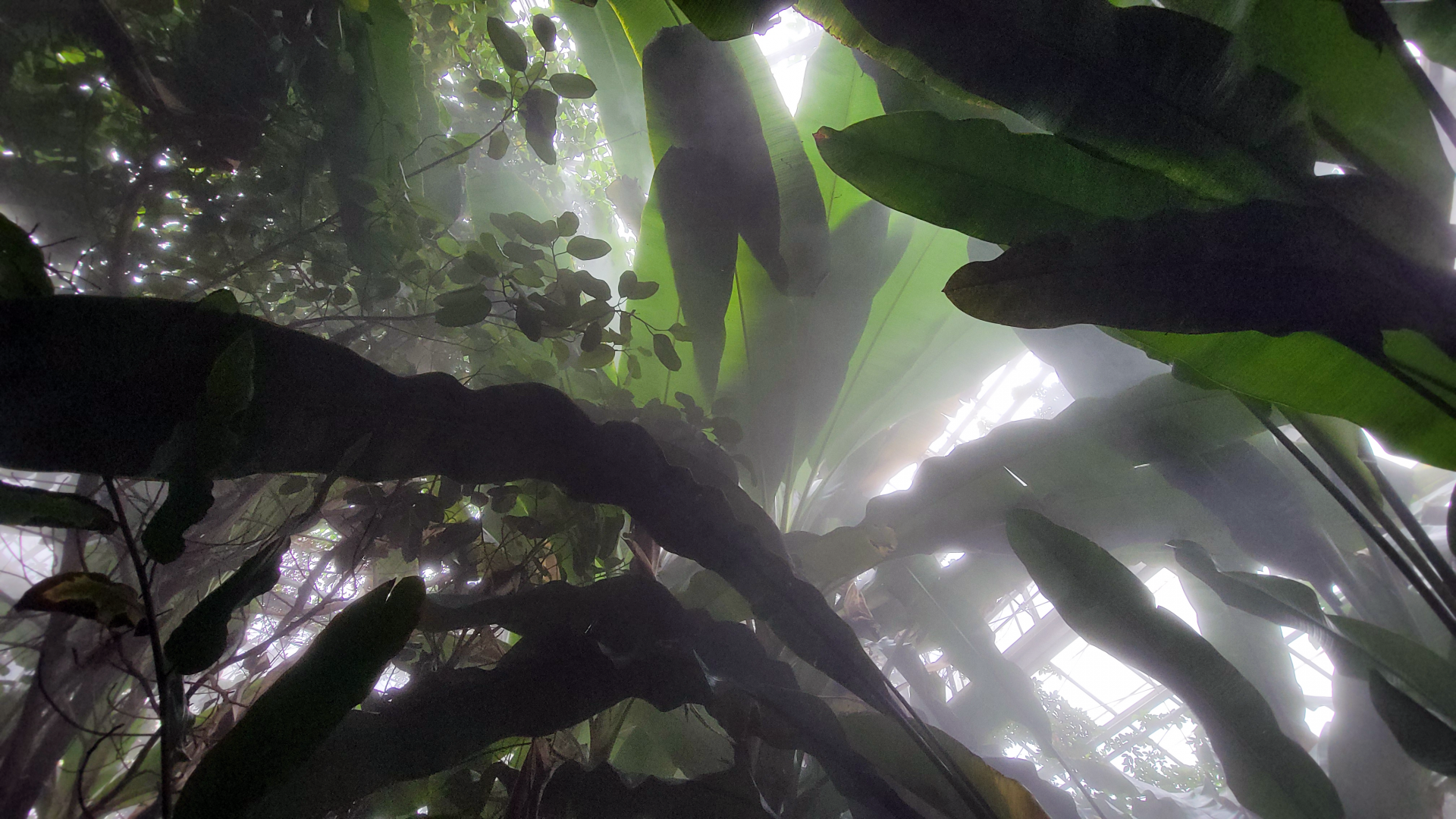 Oct. 2021 - Museum of Science - Tropics (Walk-thru Poison Dart Frog Exhibit)