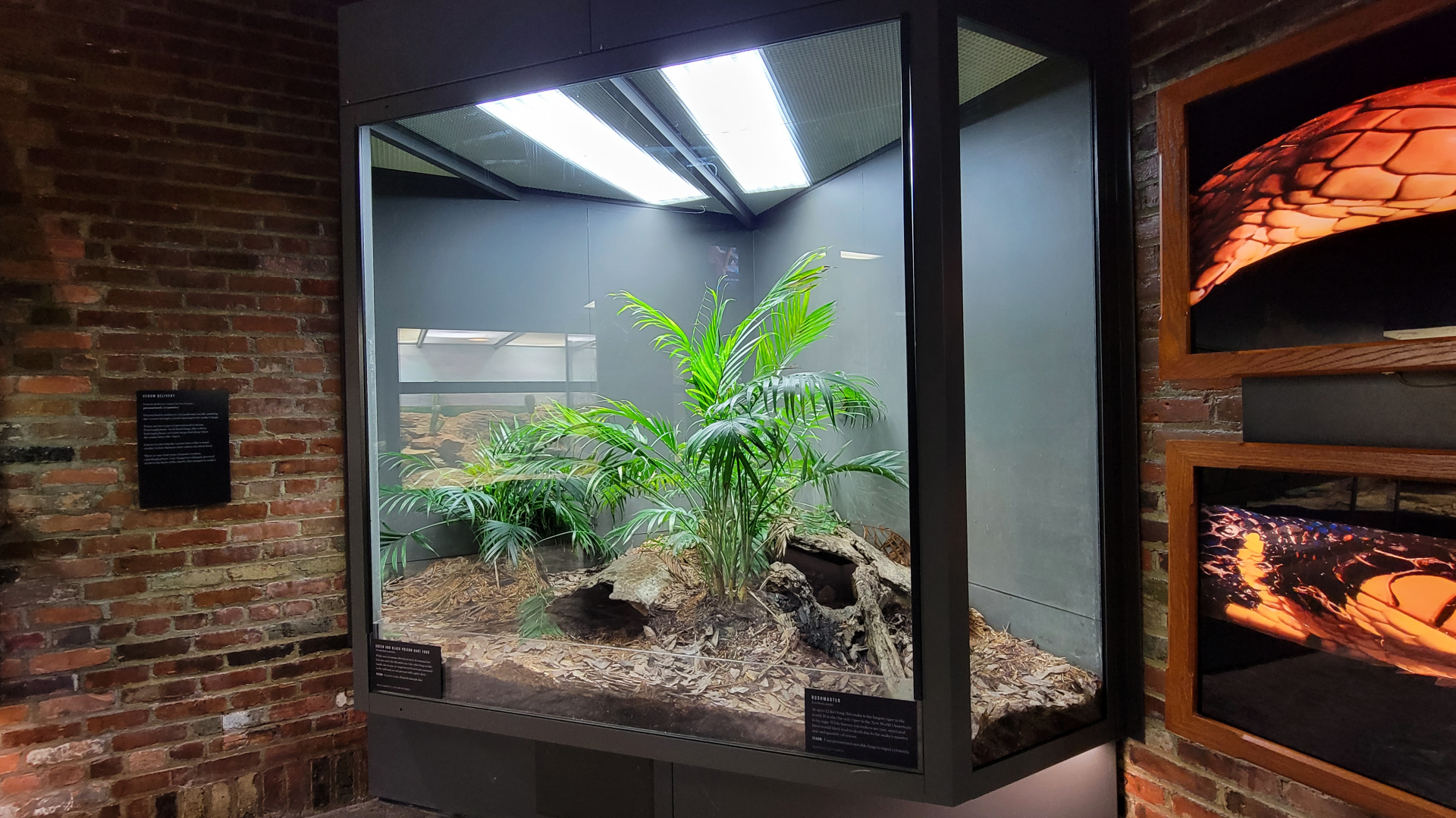 Oct. 2021 - Museum of Science - Venomous Snakes - Bushmaster, Green-and-Black Poison Dart Frog Exhibit