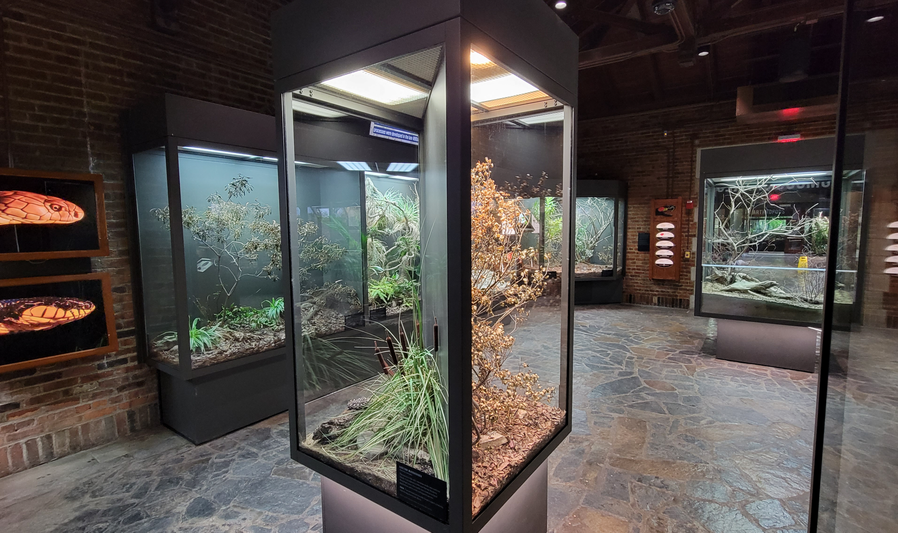 Oct. 2021 - Museum of Science - Venomous Snakes - Eastern Massasauga + Variable Bush Viper Exhibits
