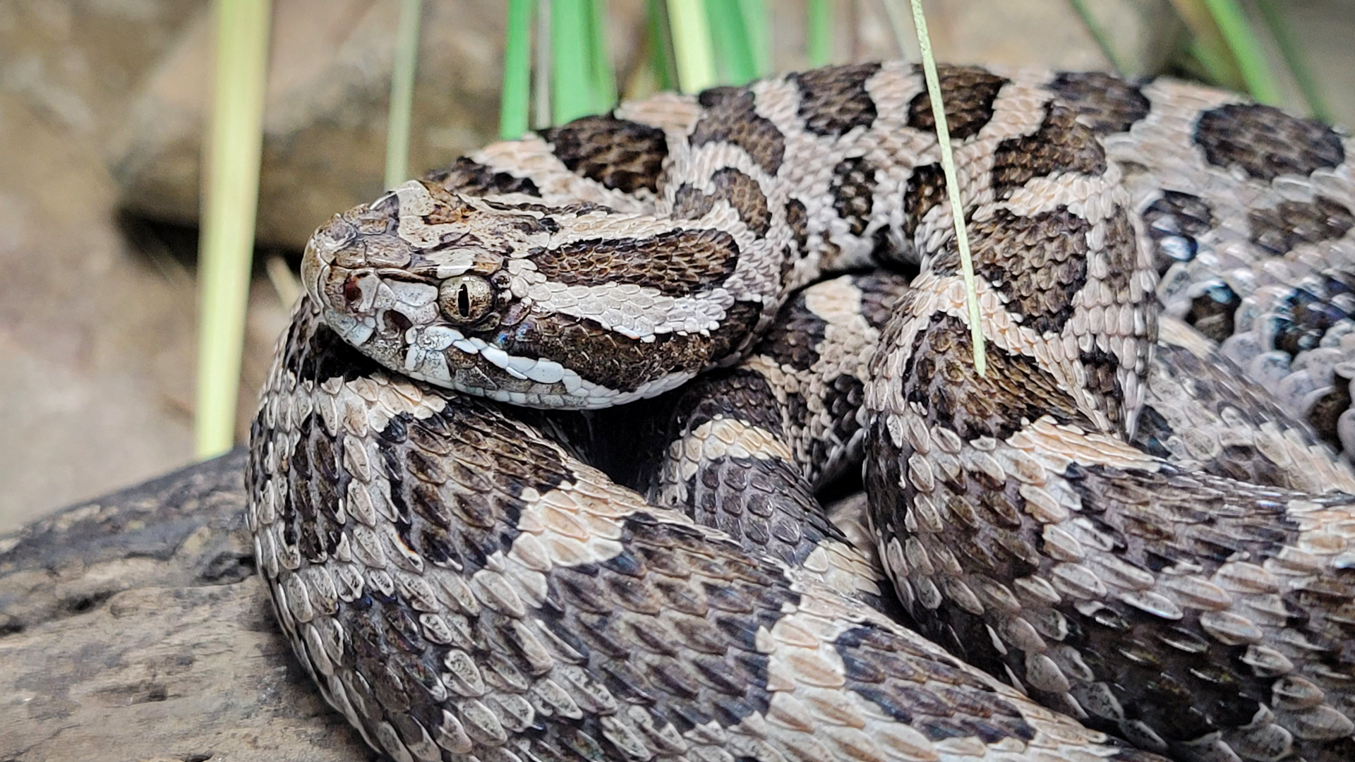 Oct. 2021 - Museum of Science - Venomous Snakes - Eastern Massasauga
