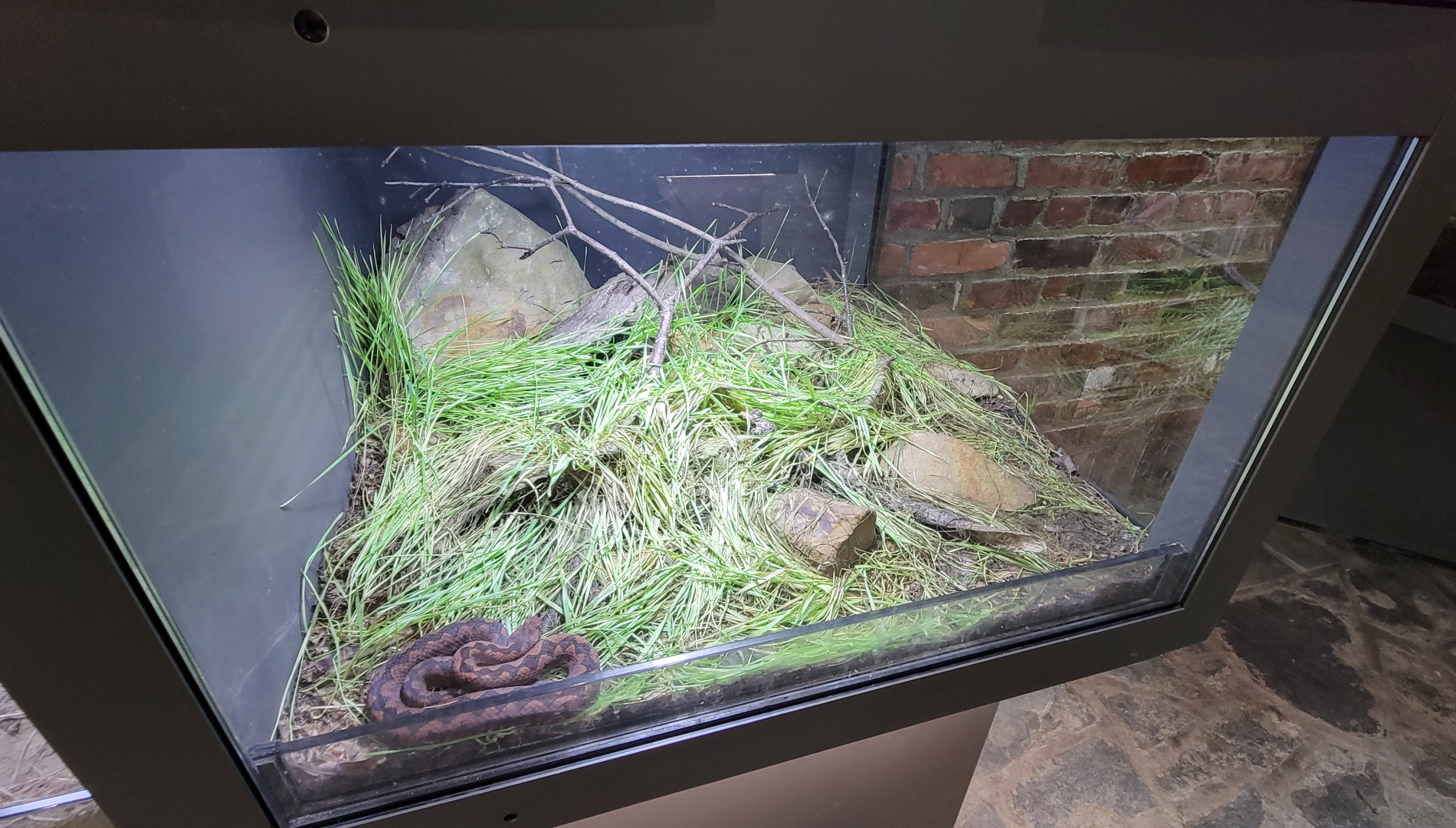 Oct. 2021 - Museum of Science - Venomous Snakes - European Long-nosed Viper Exhibit