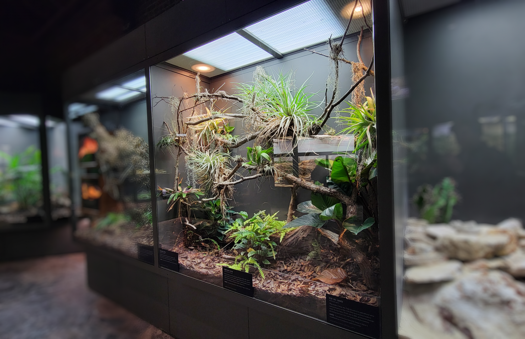 Oct. 2021 - Museum of Science - Venomous Snakes - Eyelash Viper, Jumping Pit Viper, Fer-De-Lance Exhibit