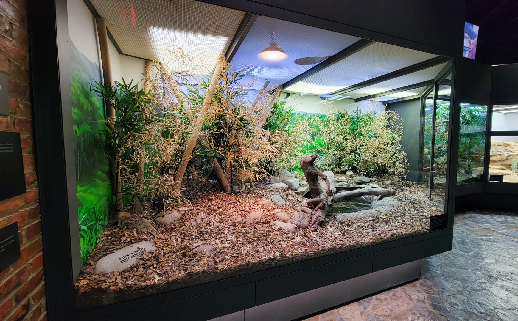 Oct. 2021 - Museum of Science - Venomous Snakes - King Cobra Exhibit