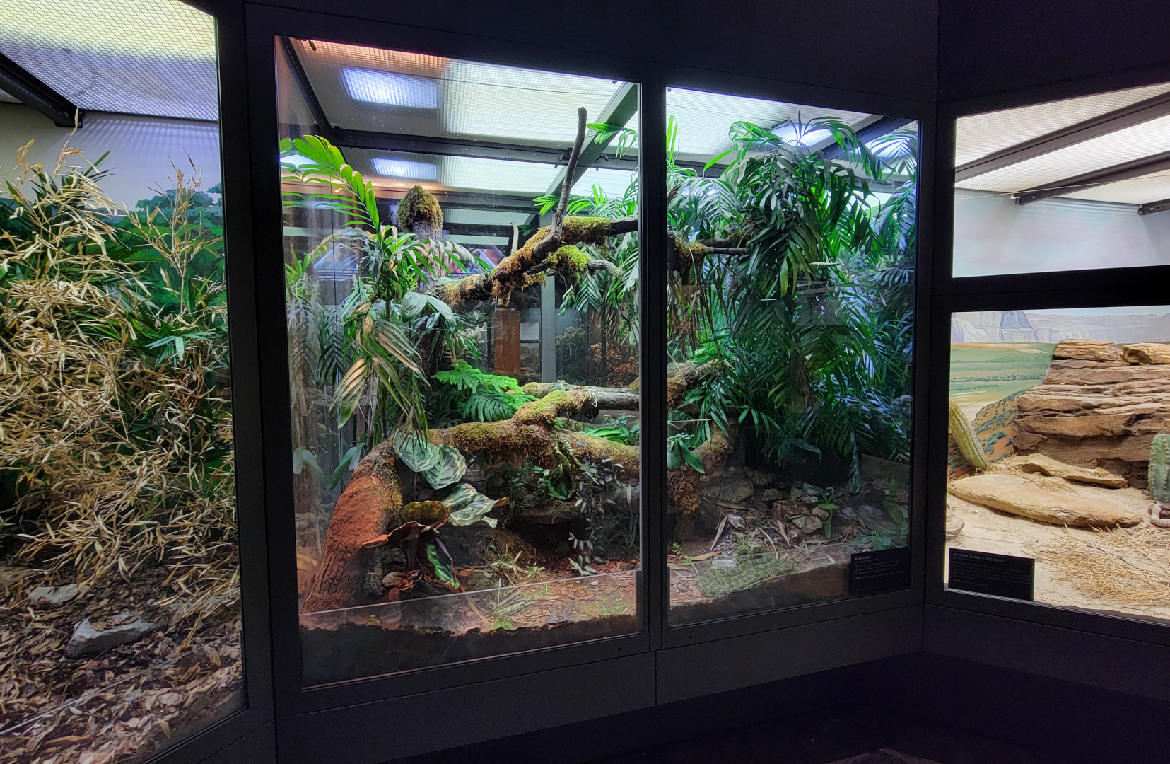 Oct. 2021 - Museum of Science - Venomous Snakes - Mangshan Pit Viper Exhibit