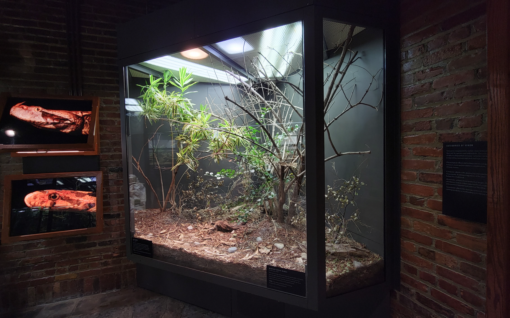 Oct. 2021 - Museum of Science - Venomous Snakes - Puff Adder/Western Green Mamba Exhibit