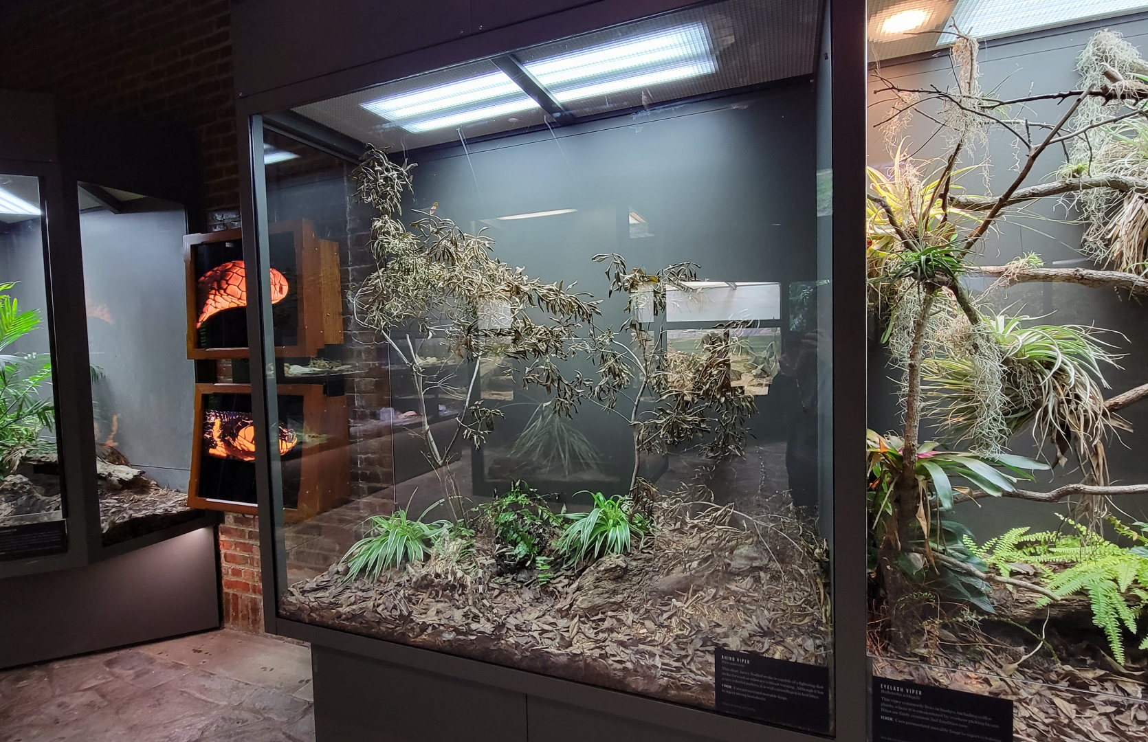 Oct. 2021 - Museum of Science - Venomous Snakes - Rhinoceros Viper Exhibit