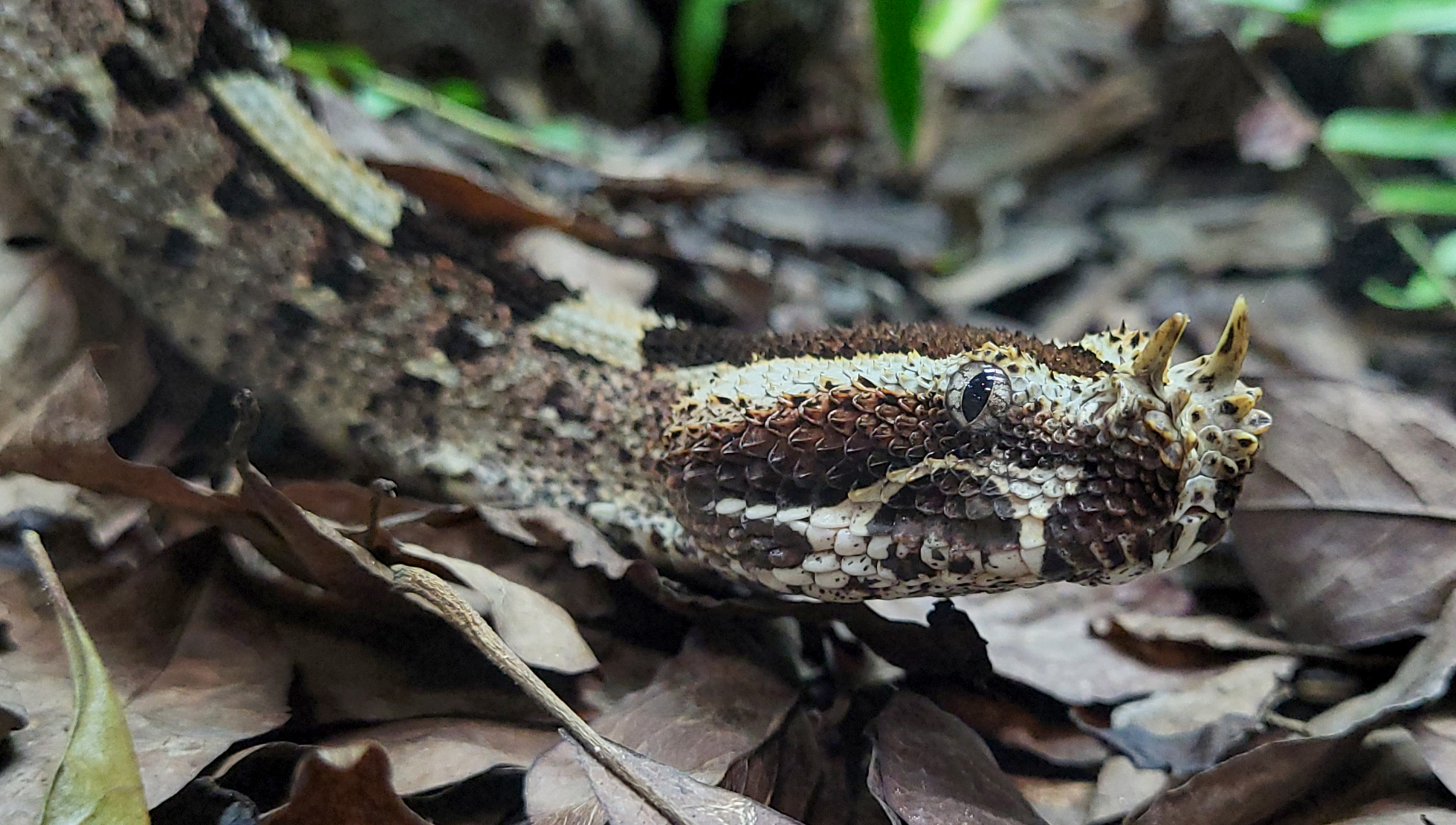 Oct. 2021 - Museum of Science - Venomous Snakes - Rhinoceros Viper