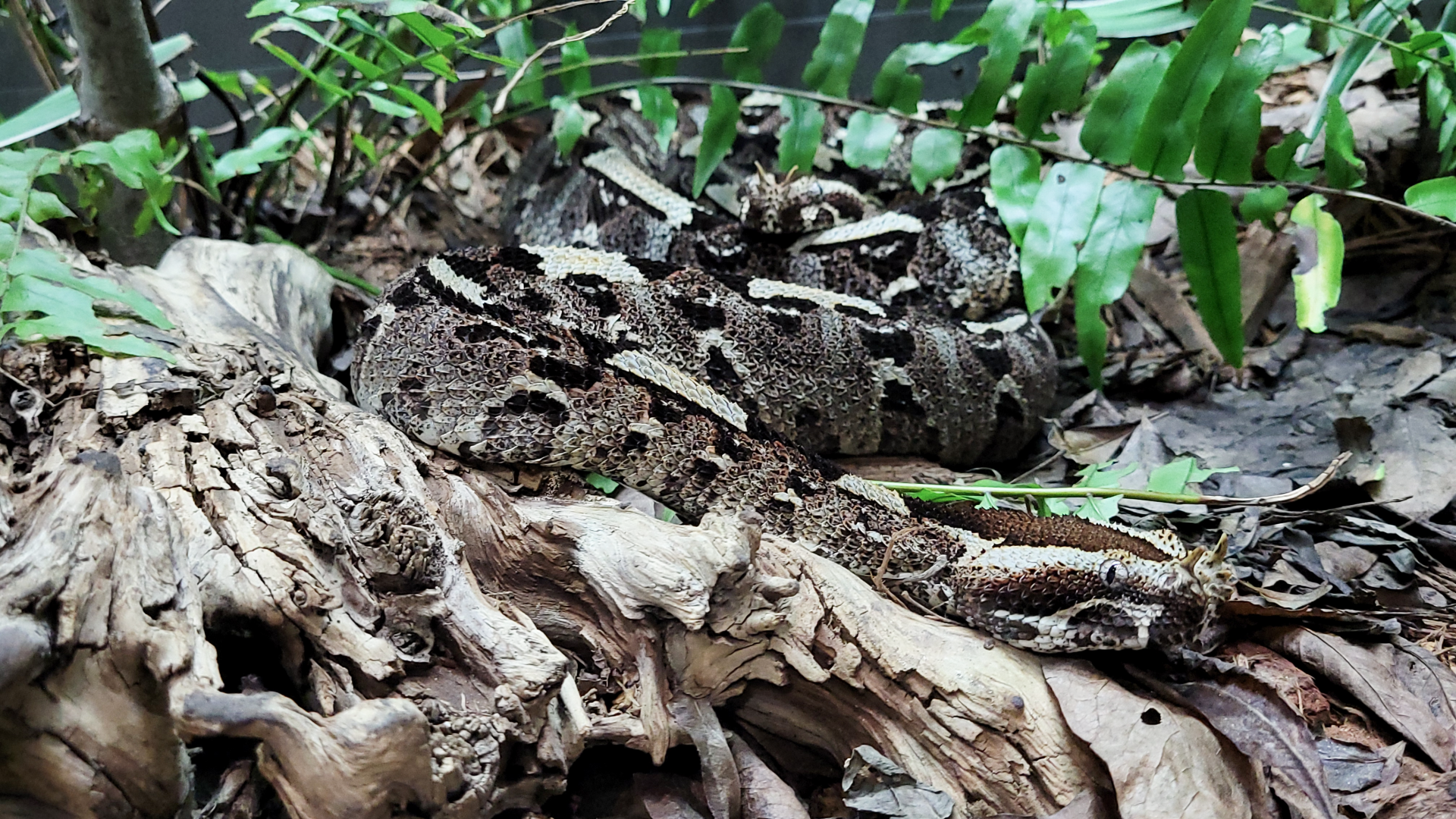 Oct. 2021 - Museum of Science - Venomous Snakes - Rhinoceros Viper