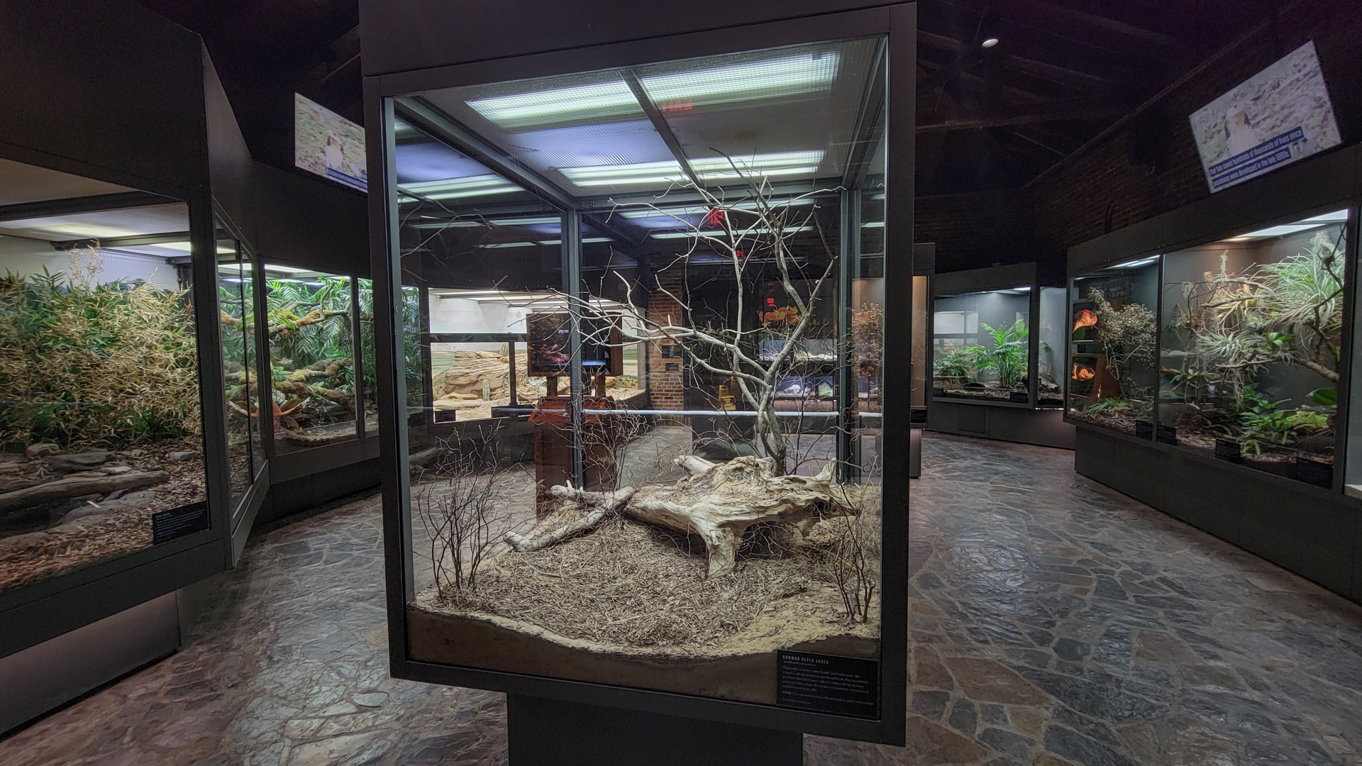 Oct. 2021 - Museum of Science - Venomous Snakes Room