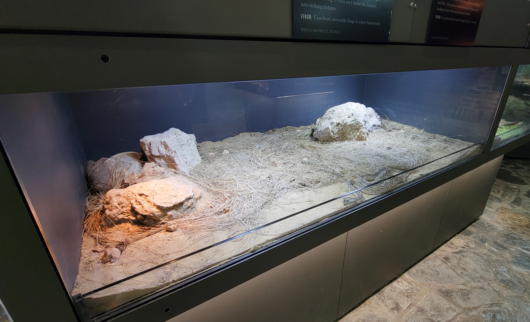 Oct. 2021 - Museum of Science - Venomous Snakes - Russell's Viper Exhibit