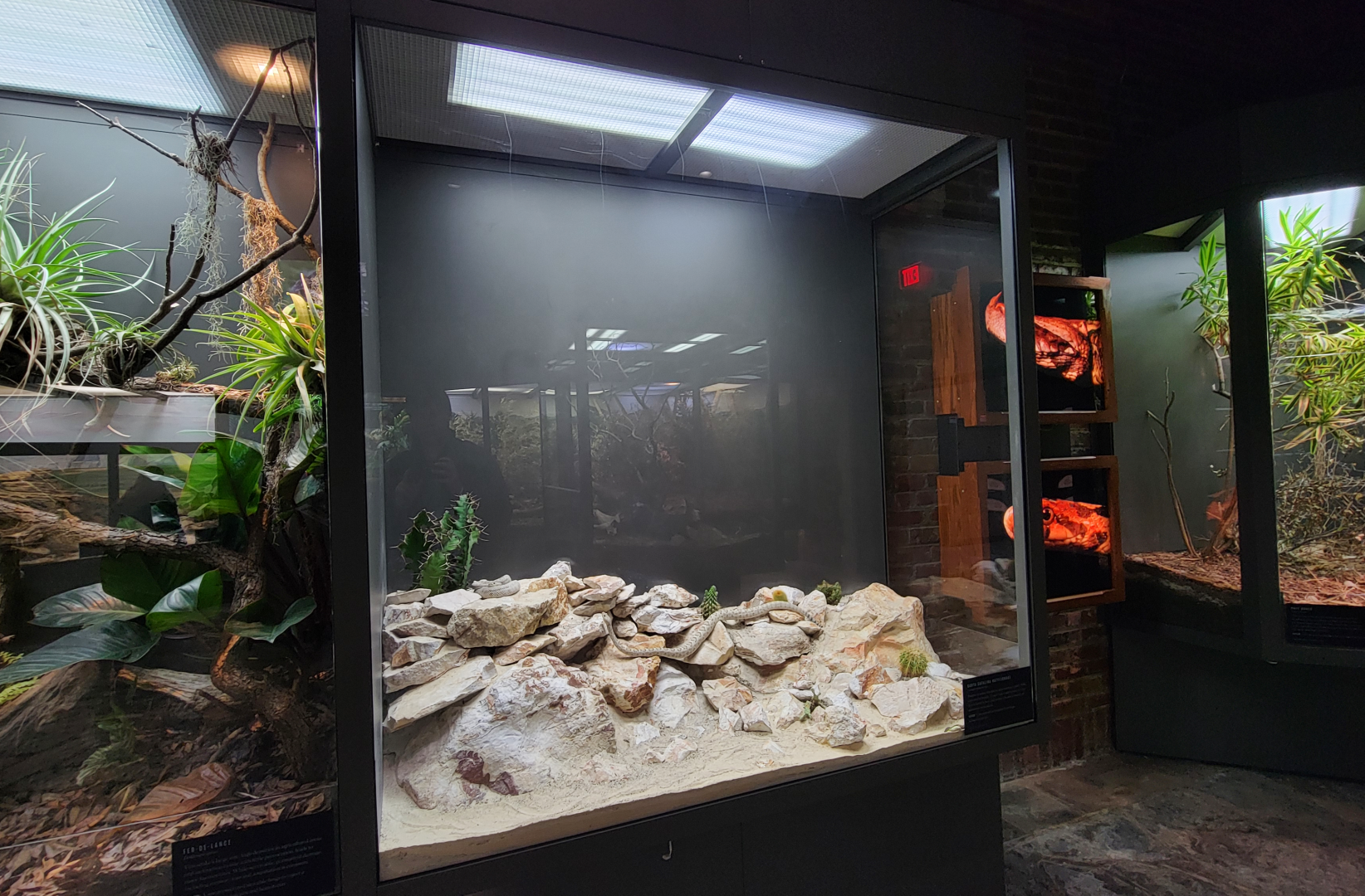 Oct. 2021 - Museum of Science - Venomous Snakes - Santa Catalina Island Rattlesnake Exhibit