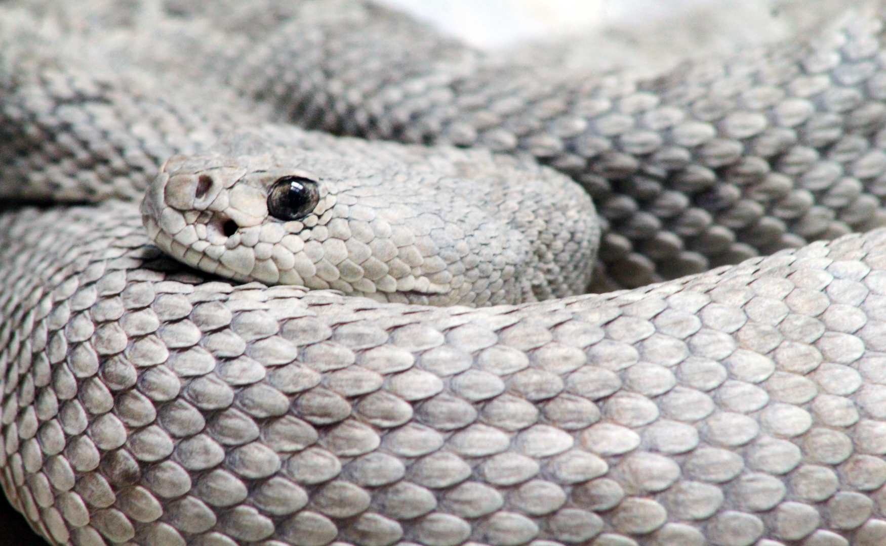 Oct. 2021 - Museum of Science - Venomous Snakes - Santa Catalina Island Rattlesnake