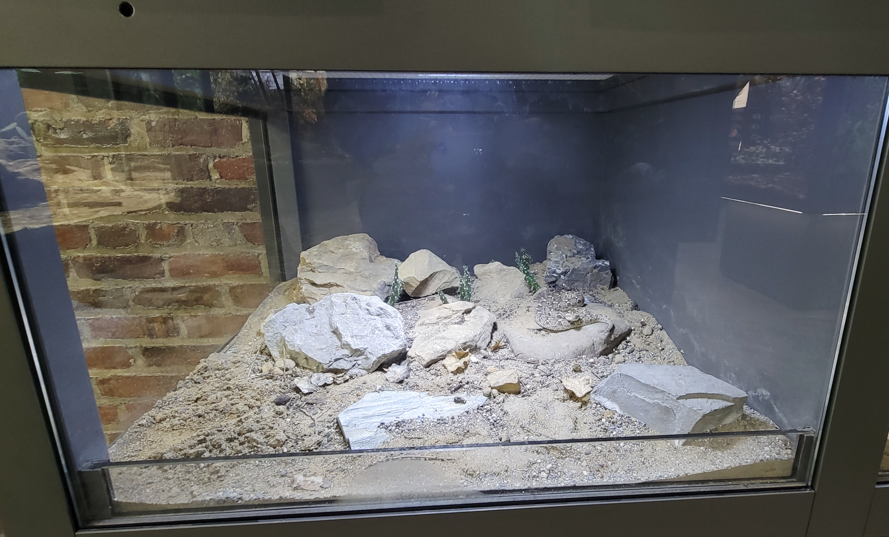 Oct. 2021 - Museum of Science - Venomous Snakes - Saw Scaled Viper