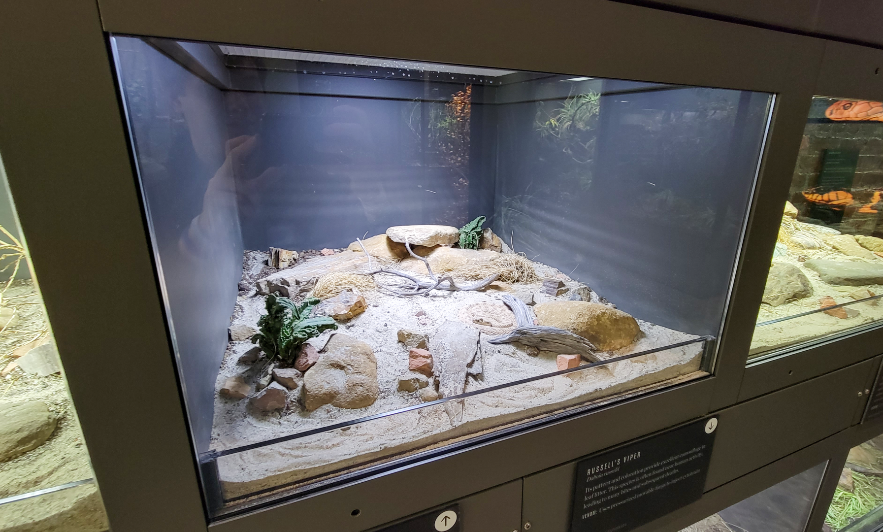 Oct. 2021 - Museum of Science - Venomous Snakes - Sidewinder Exhibit