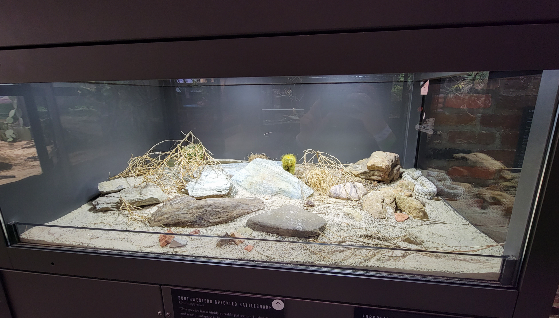 Oct. 2021 - Museum of Science - Venomous Snakes - Southwestern Speckled Rattlesnake Exhibit