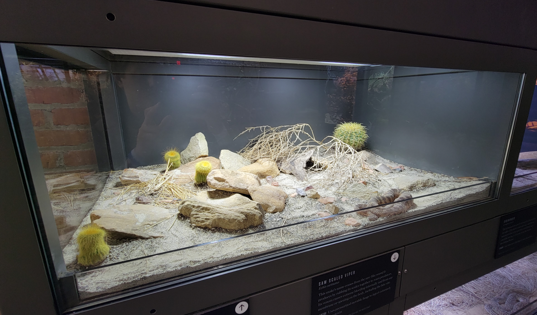 Oct. 2021 - Museum of Science - Venomous Snakes - Tiger Rattlesnake Exhibit