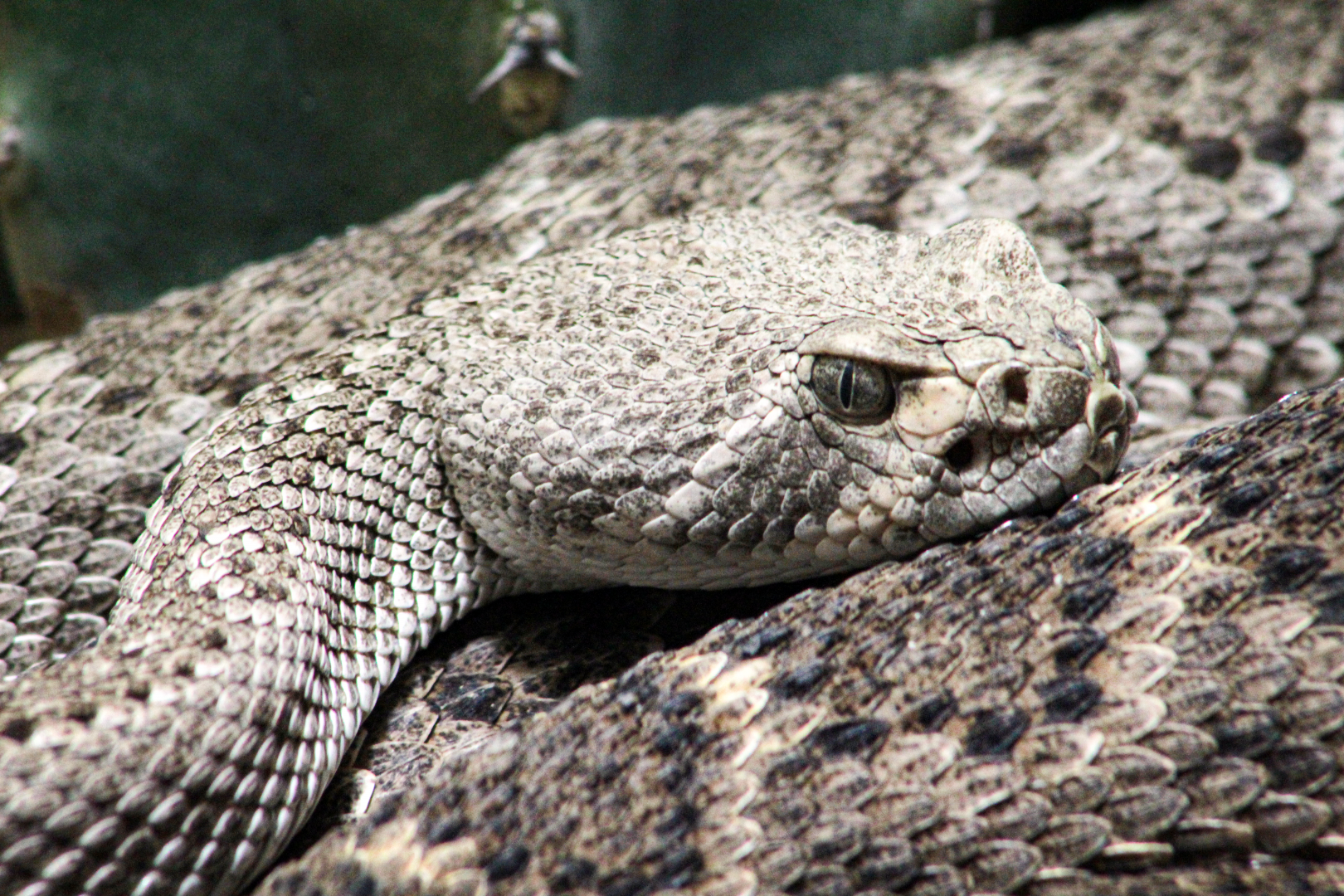 Oct. 2021 - Museum of Science - Venomous Snakes - Western Diamondback Rattlesnake