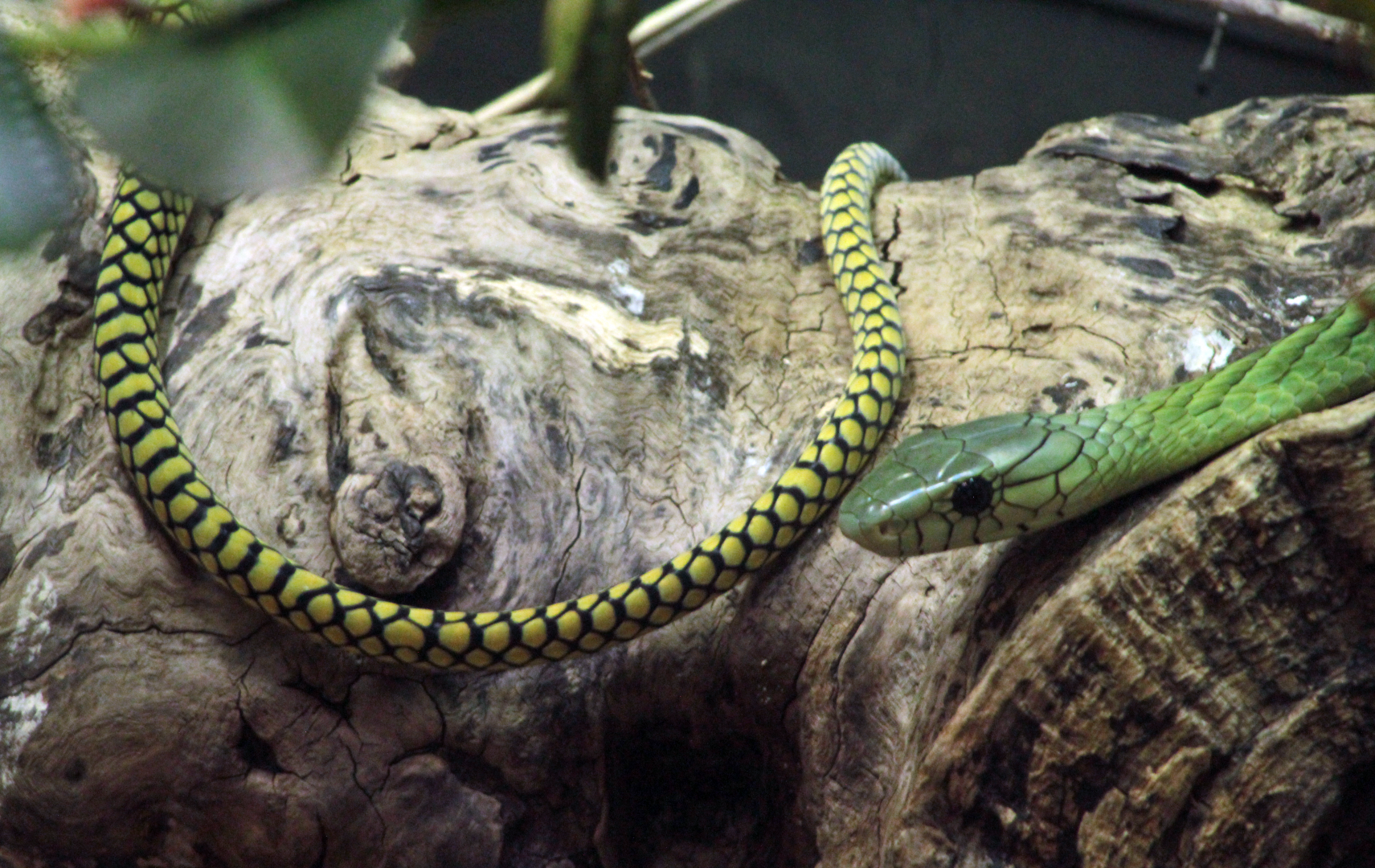 Oct. 2021 - Museum of Science - Venomous Snakes - Western Green Mamba