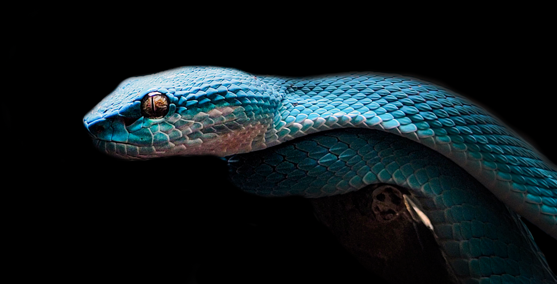 Oct. 2021 - Museum of Science - Venomous Snakes - White-lipped Island Pitviper