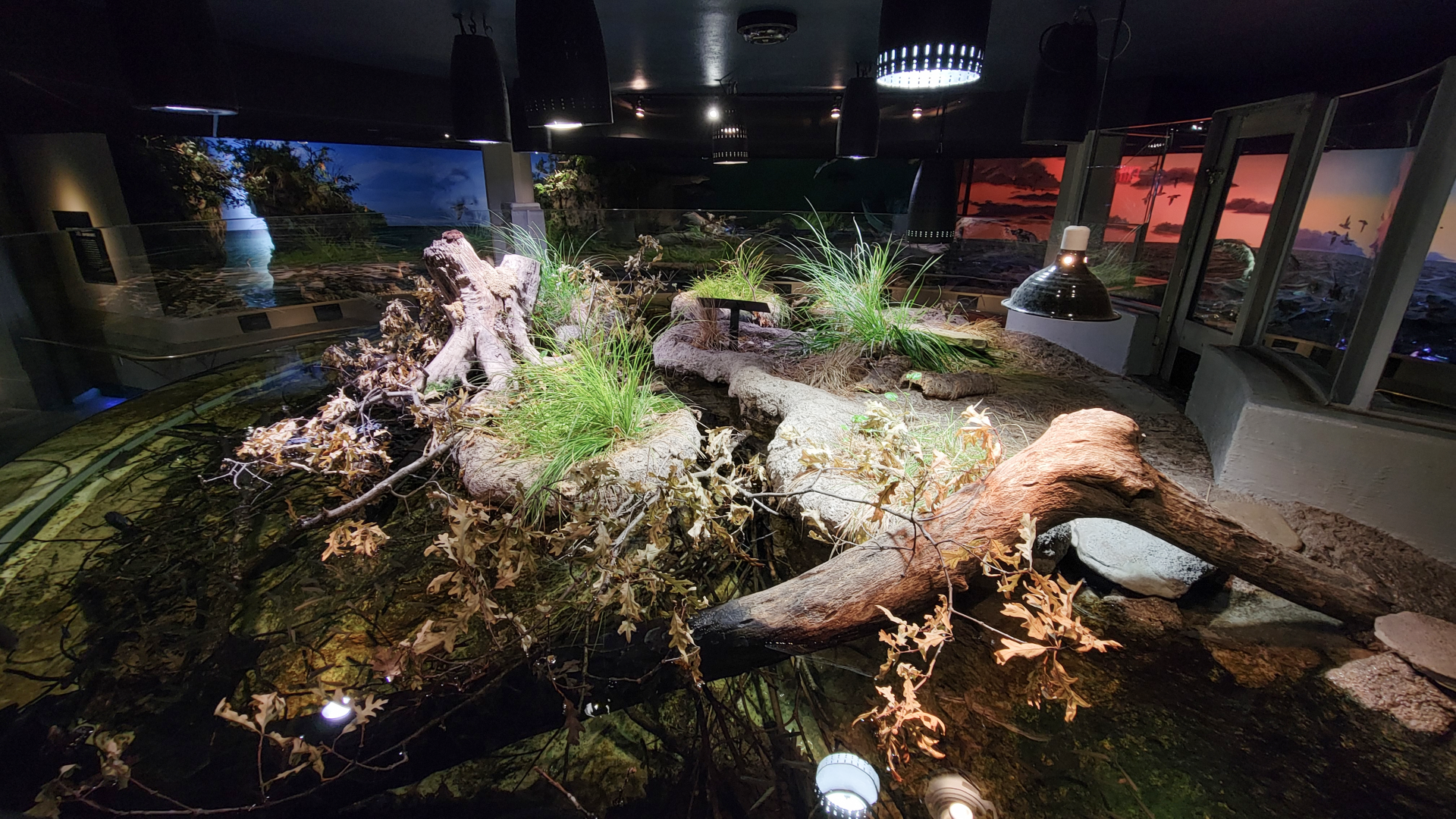 Oct. 2021 - Museum of Science - Wetlands & Lakes - Lake Erie Watersnake & Others Tank