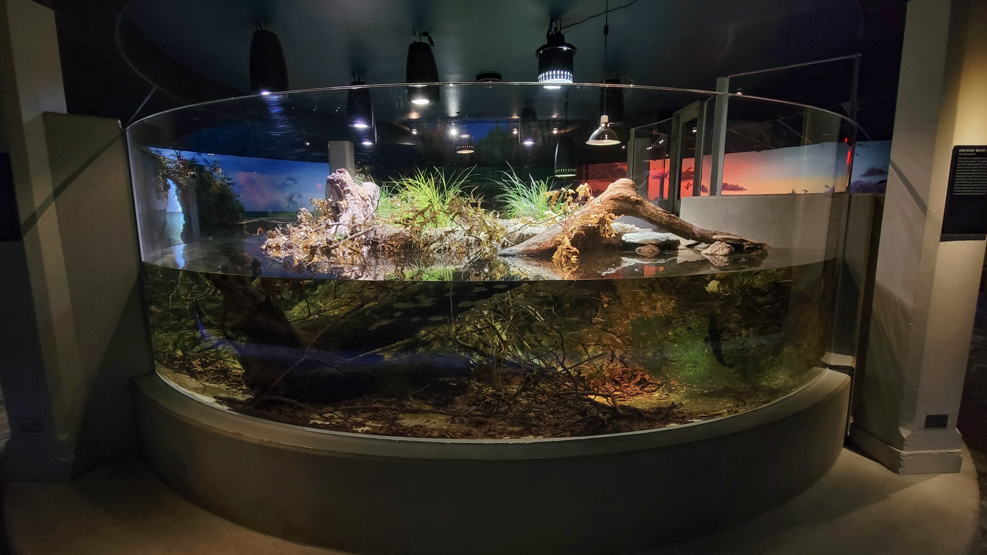 Oct. 2021 - Museum of Science - Wetlands & Lakes - Lake Erie Watersnake & Others Tank