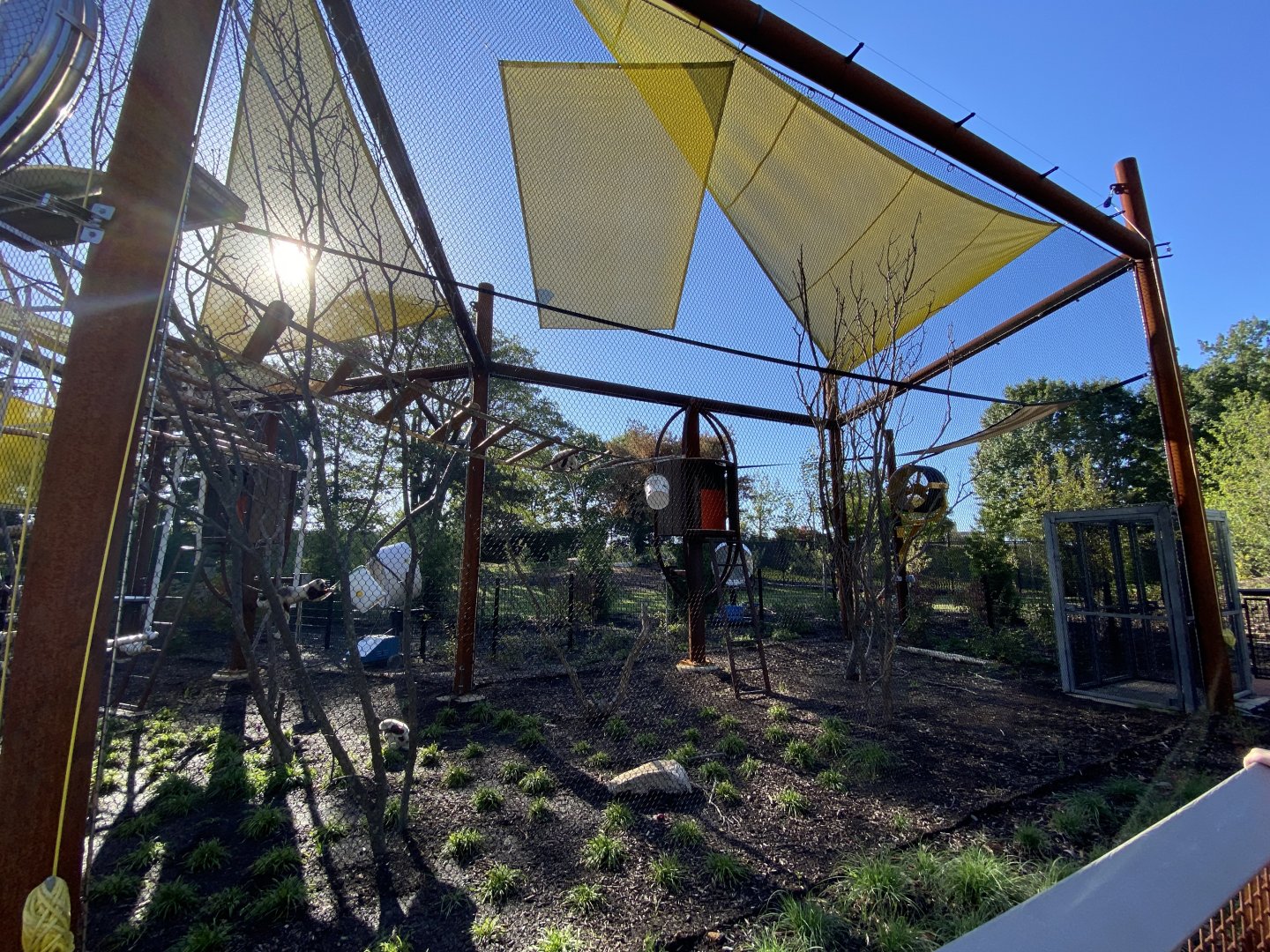 Oct. 2021 - New! Primate Canopy Trails - Fourth Rotational Exhibit (Sifaka)