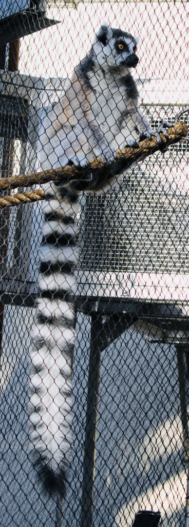 Oct. 2021 - New! Primate Canopy Trails - Ring-tailed Lemur