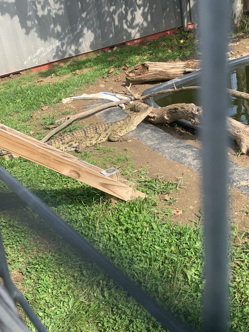 Oct. 2021- Nile crocodile