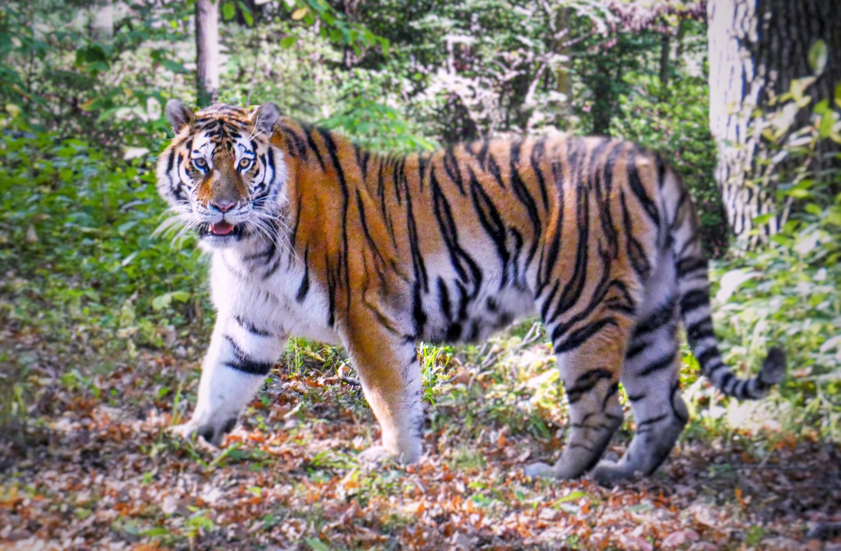 Oct. 2021 - Northern Trail - Amur Tiger