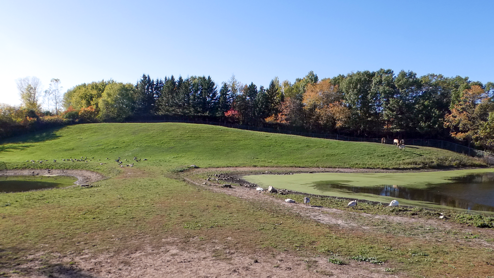 Oct. 2021 - Northern Trail - Asian Wild Horse/Bactrian Camel Exhibit (Rotate)