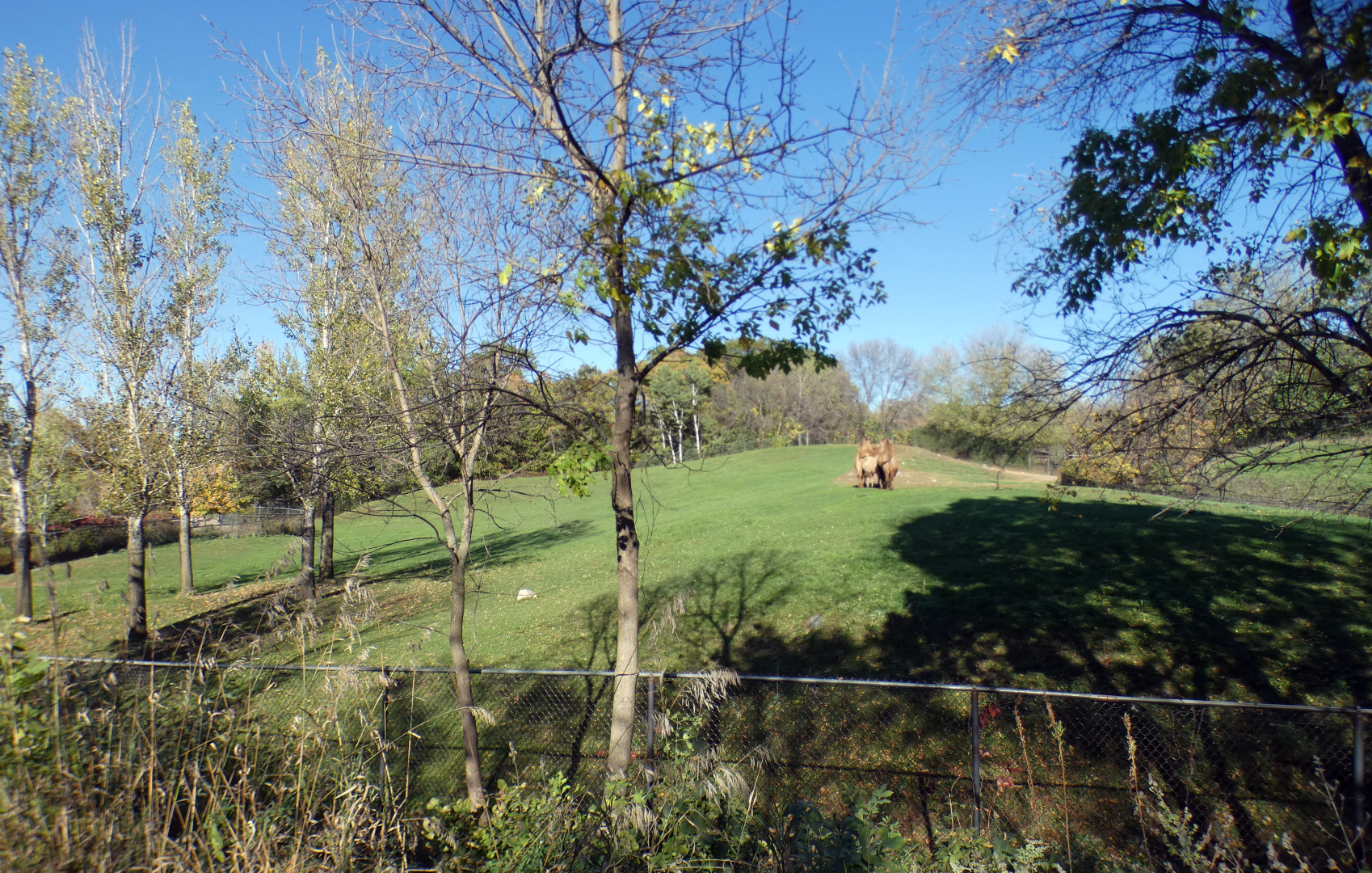 Oct. 2021 - Northern Trail - Asian Wild Horse/Bactrian Camel Exhibit (Rotate)