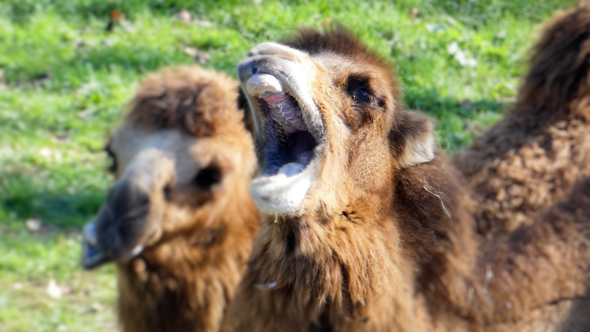 Oct. 2021 - Northern Trail - Bactrian Camels