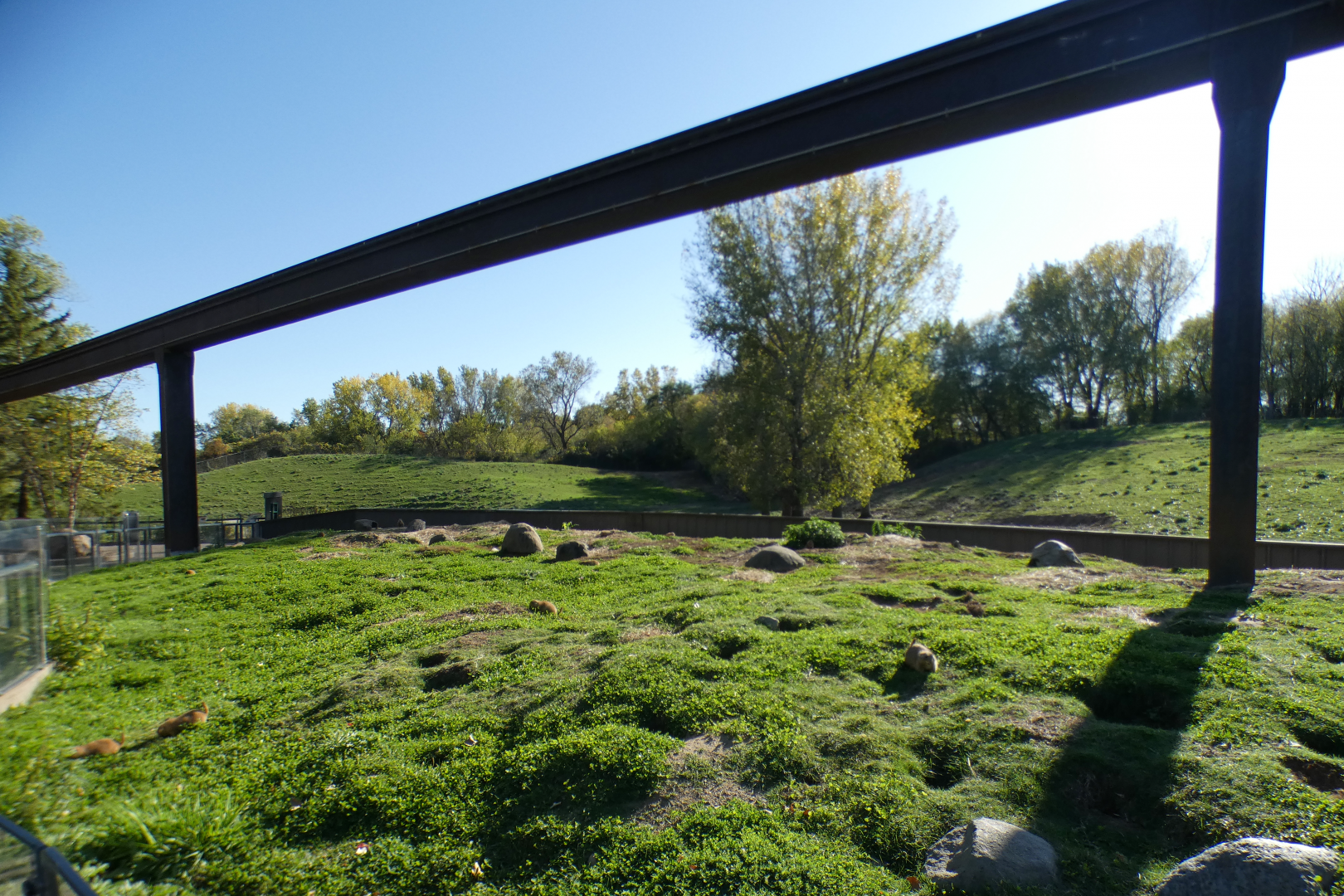 Oct. 2021 - Northern Trail - Black-tailed Prairie Dog + American Bison Exhibits