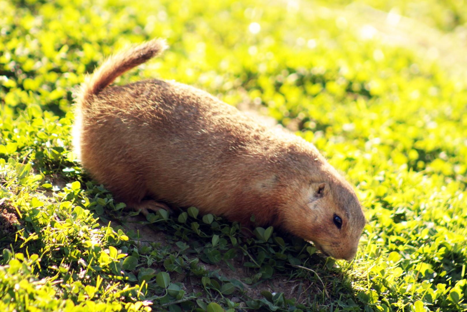 Oct. 2021 - Northern Trail - Black-tailed Prairie Dog