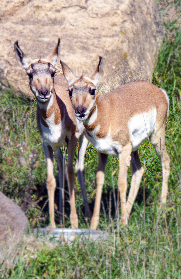 Oct. 2021 - Northern Trail - Pronghorn