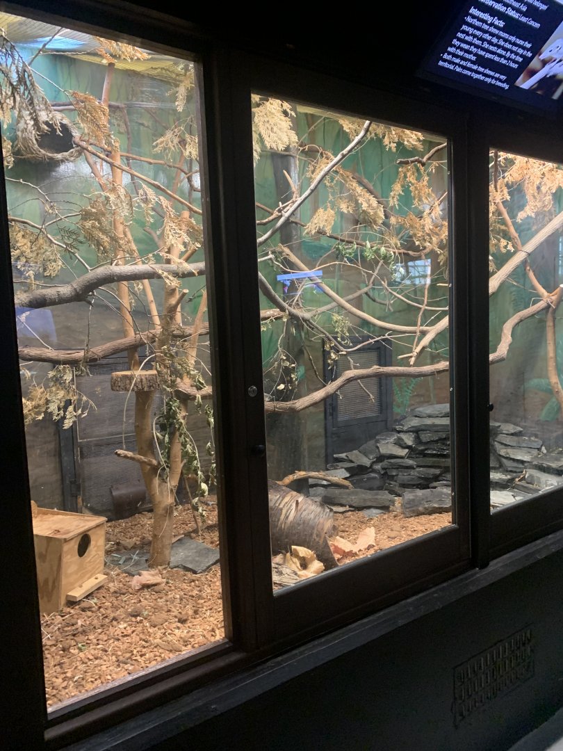 Oct. 2021- Northern tree shrew enclosure