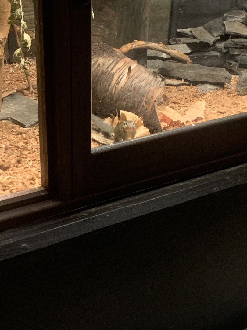 Oct. 2021- Northern tree shrew