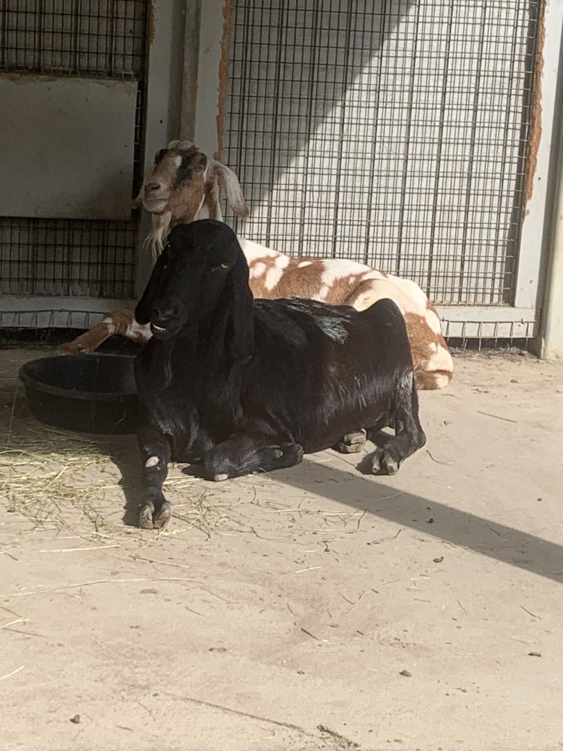 Oct. 2021- Nubian goats