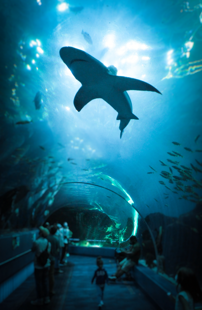 Oct. 2021 - Ocean Voyager - Sandbar