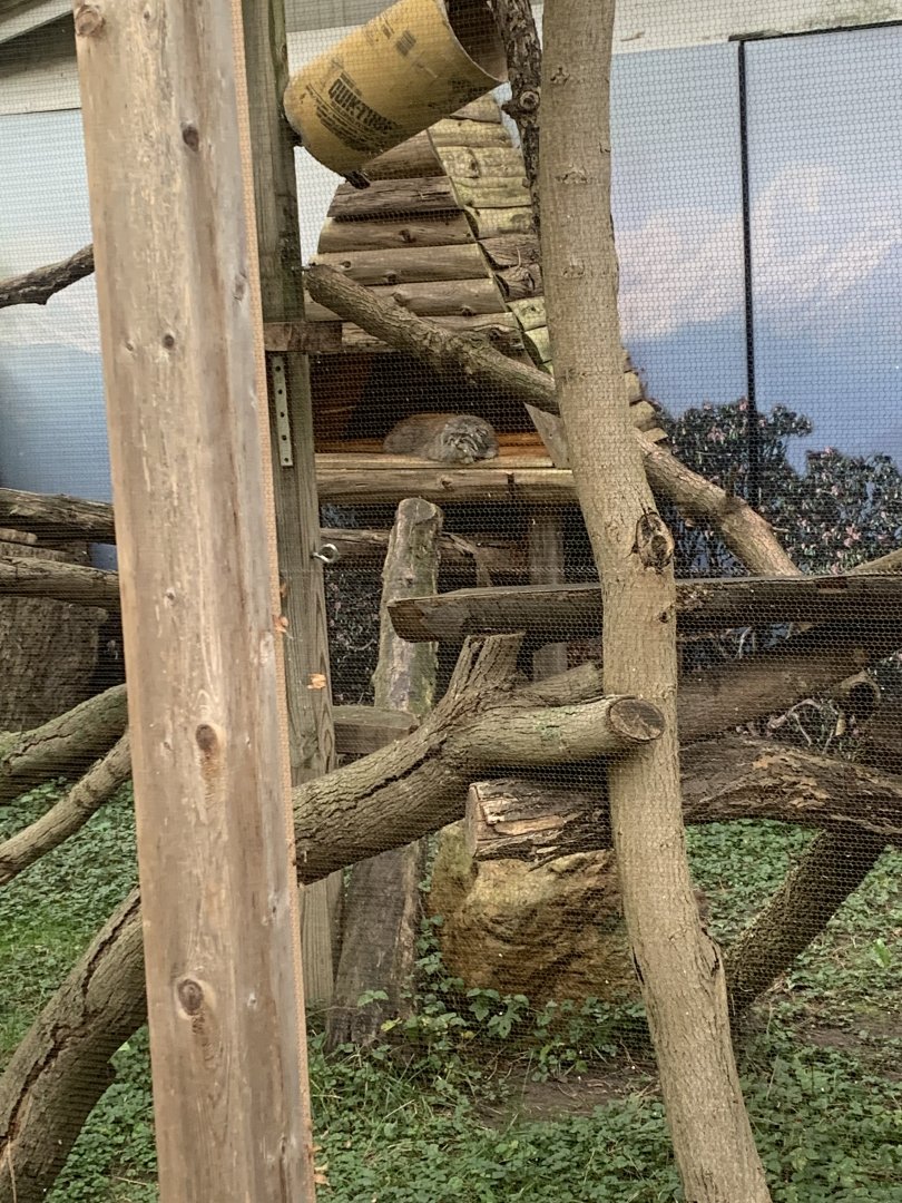 Oct. 2021- Pallas cat