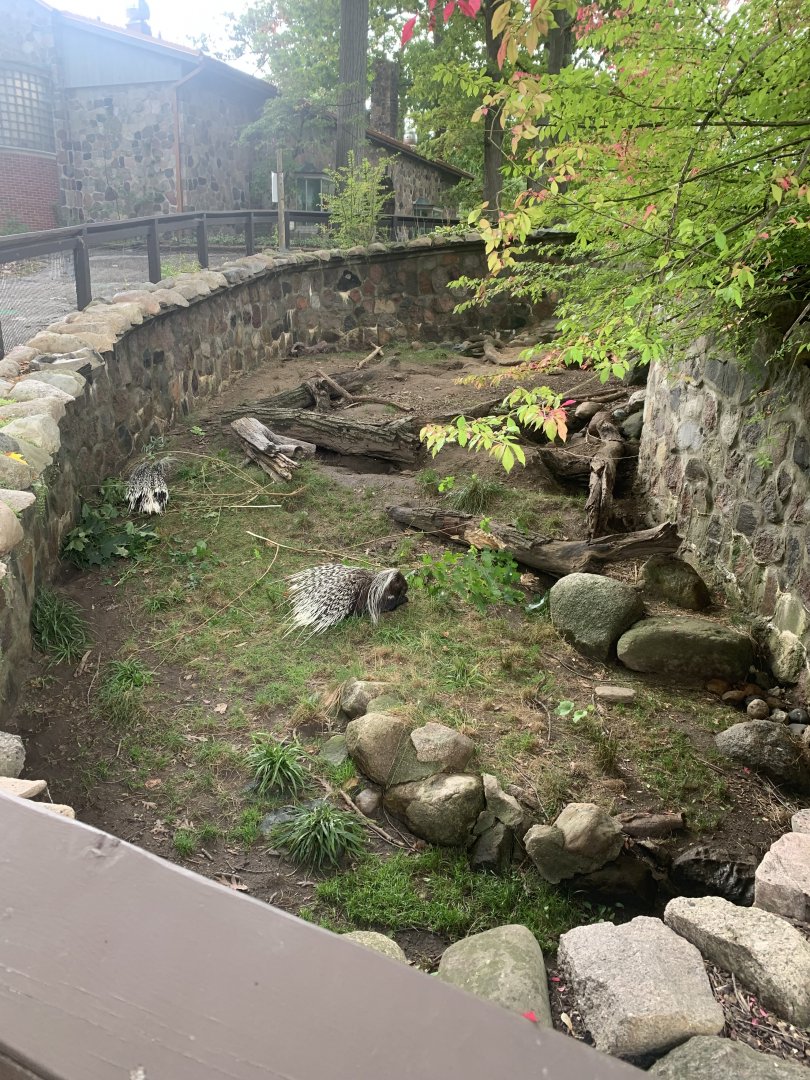 Oct. 2021- Part of Crested porcupine exhibit