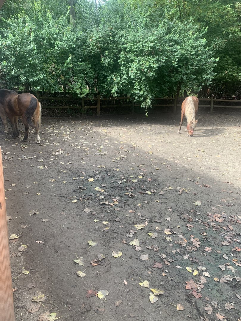 Oct. 2021- Part of Miniature horse yard