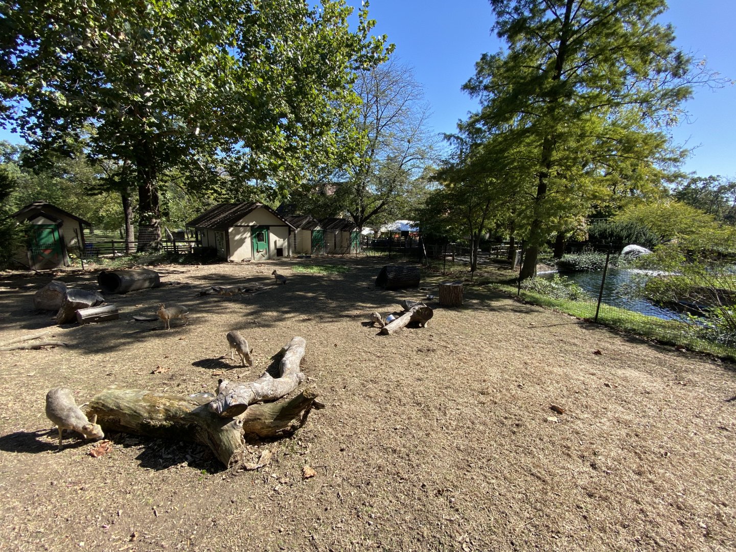 Oct. 2021 - Patagonian Cavy Exhibit