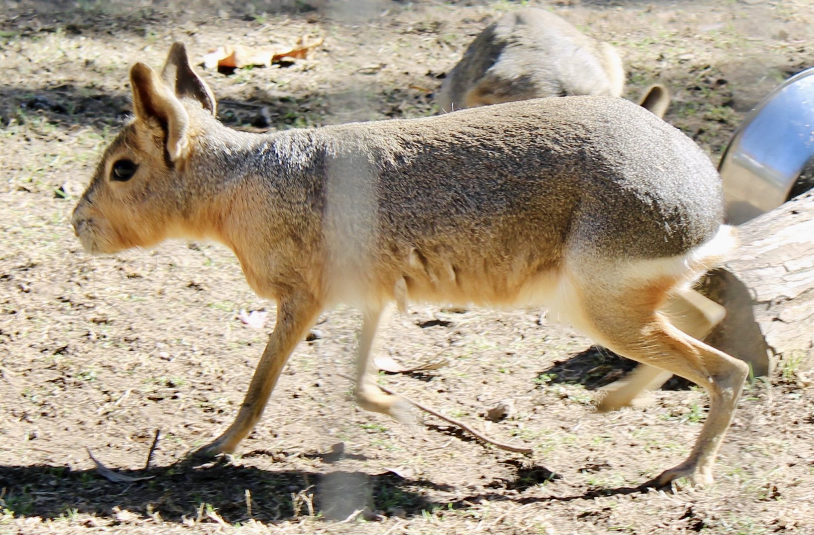 Oct. 2021 - Patagonian Cavy