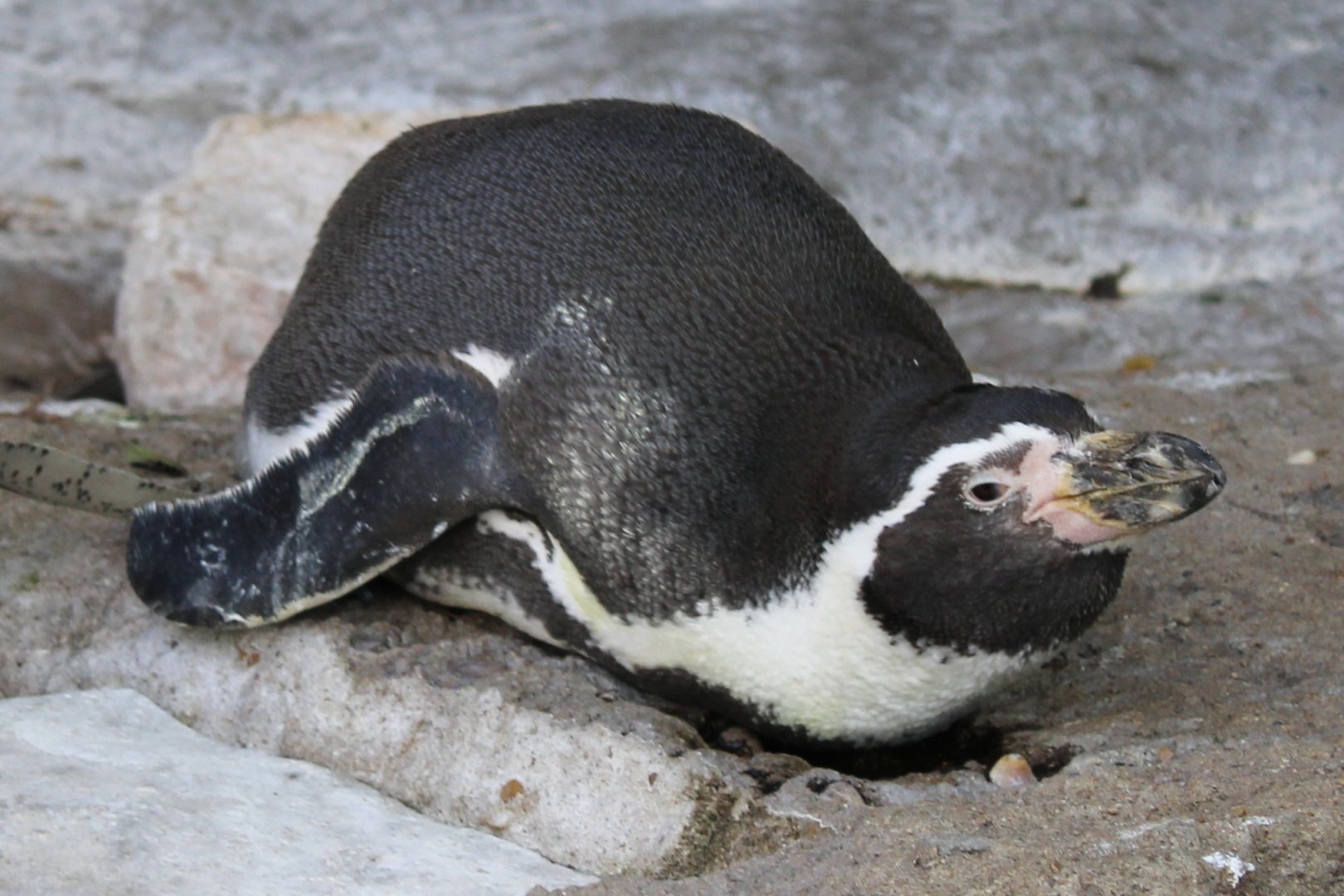 Oct. 2021 - Penguin & Puffin Coast - Humboldt Penguin