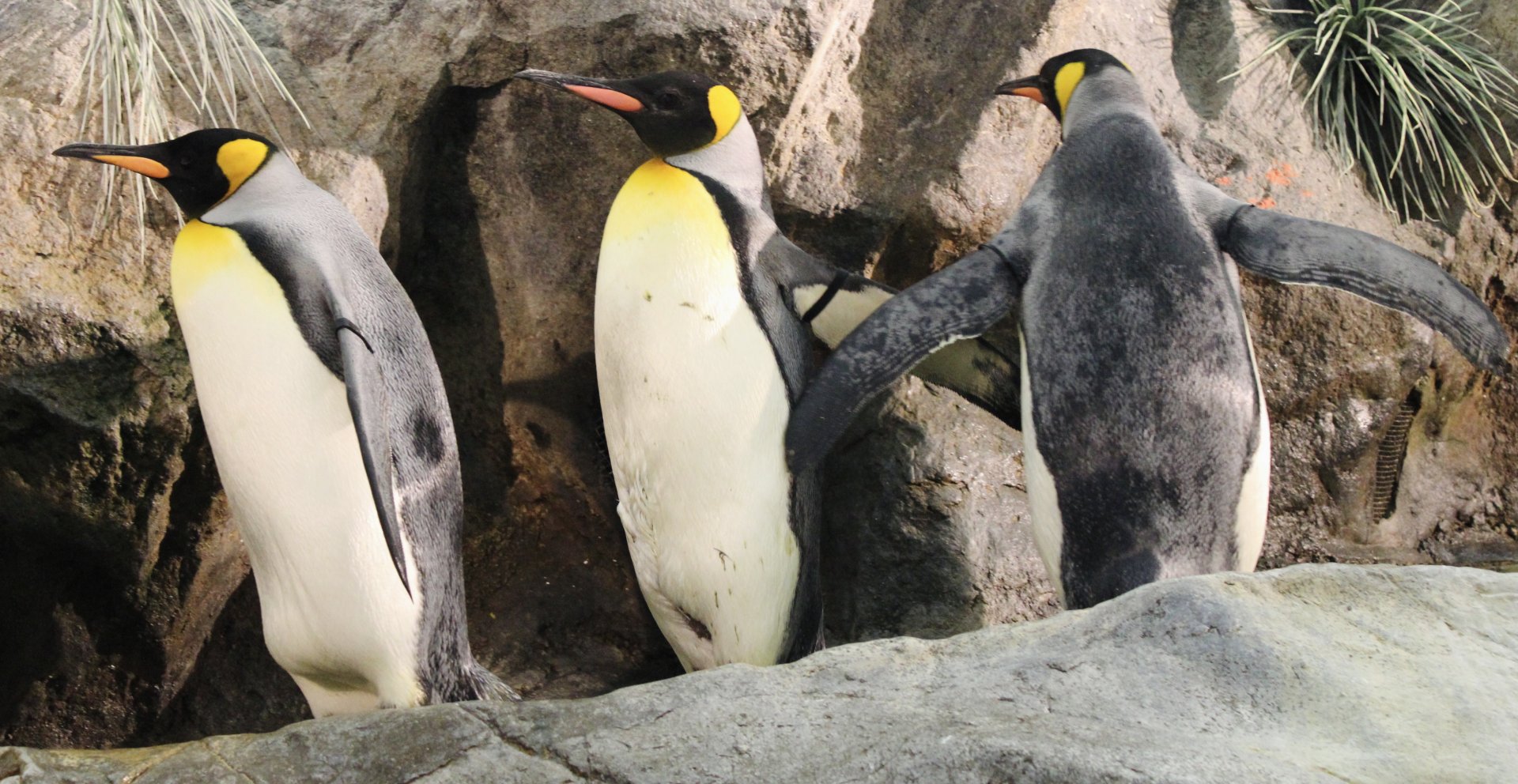 Oct. 2021 - Penguin & Puffin Coast - King Penguins
