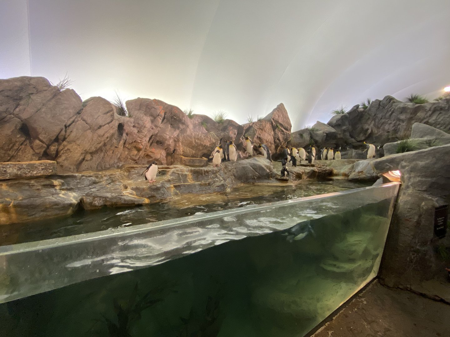 Oct. 2021 - Penguin & Puffin Coast - Penguin Cove (Left Side)